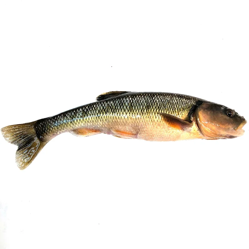 Extra-Large Creek Minnows (Per Minnow)