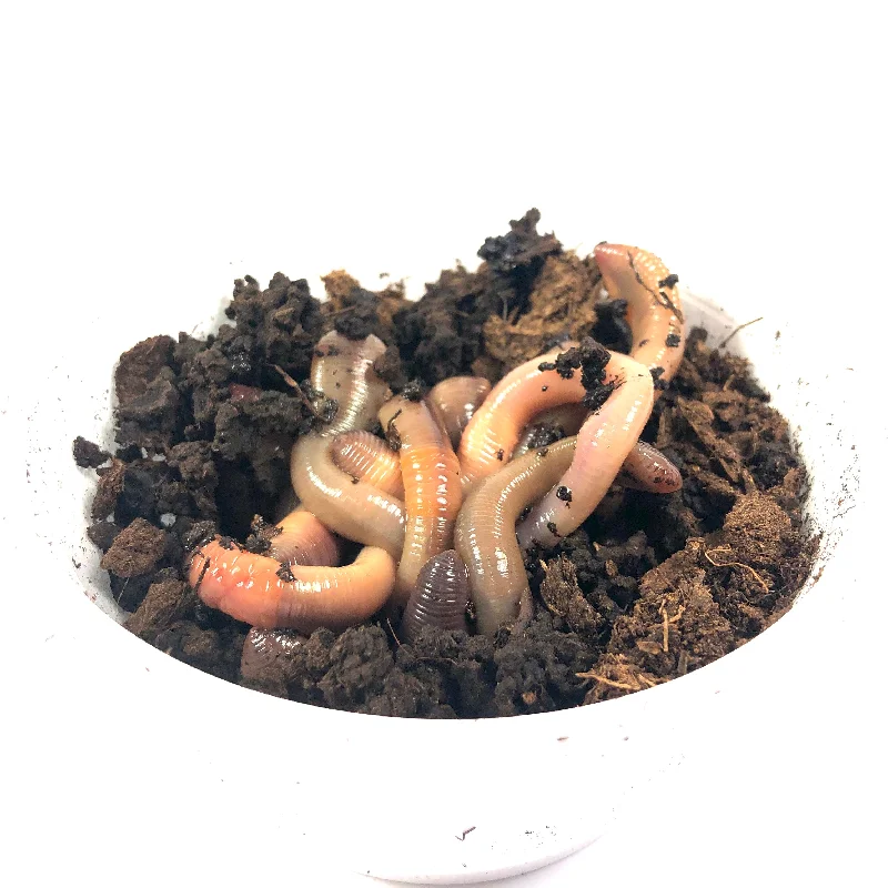 Dew Worms (1 Dozen)