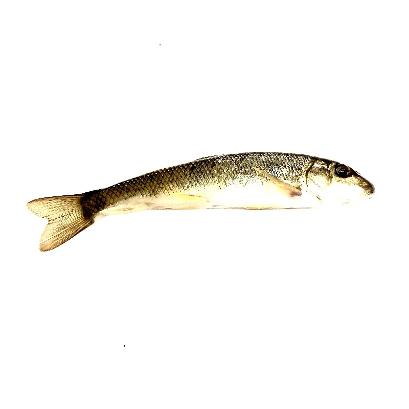 Large Creek Minnows (Per Minnow)