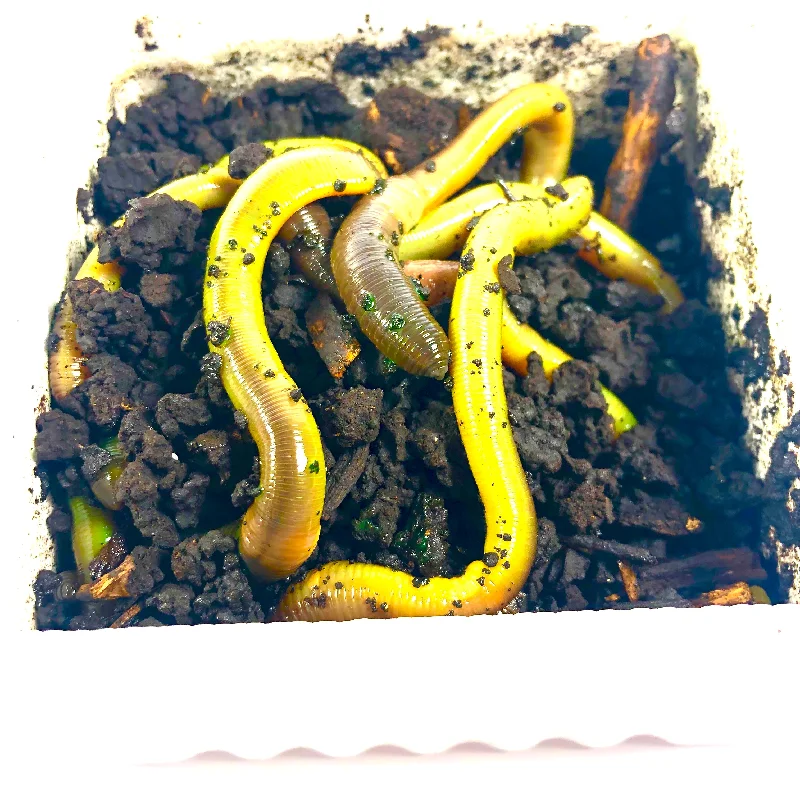 Green Worms (1 Dozen)